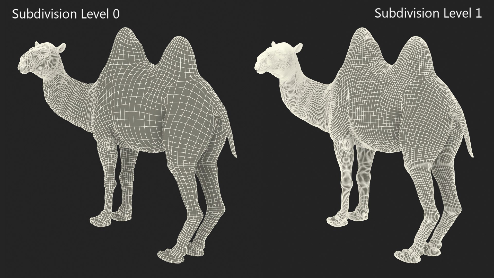 3D model Bactrian Camel Light Colored Standing Pose Fur https://p.turbosquid.com/ts-thumb/vh/a2wYyj/aj/bactriancamellightcoloredstandingposefurmb3dmodel020/jpg/1725154168/1920x1080/fit_q87/3a497c426b0cf6c4bec2032244ae840bc20061a9/bactriancamellightcoloredstandingposefurmb3dmodel020.jpg