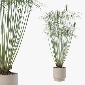 3D Cyperus papyrus in modern flower pot