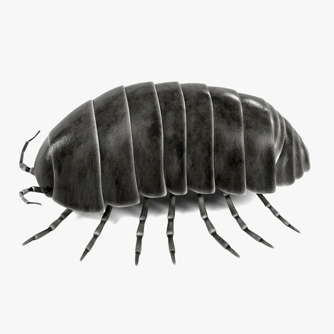 armadillidium vulgare fbx https://p.turbosquid.com/ts-thumb/vh/kHsNgQ/4J42viC2/aaav/jpg/1430159840/1920x1080/fit_q87/4411905bd8df9a70846647adff263c819338dbfb/aaav.jpg