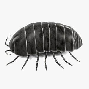 Armadillidium Vulgare