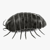 Armadillidium Vulgare