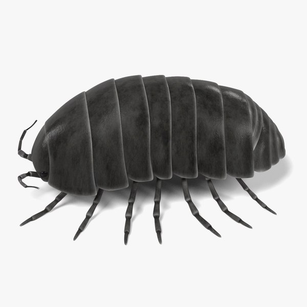 armadillidium vulgare fbx