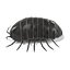 armadillidium vulgare fbx