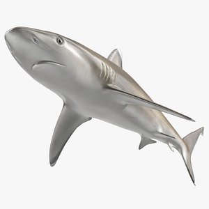 3D Realistic Silvertip Shark