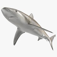 Realistic Silvertip Shark