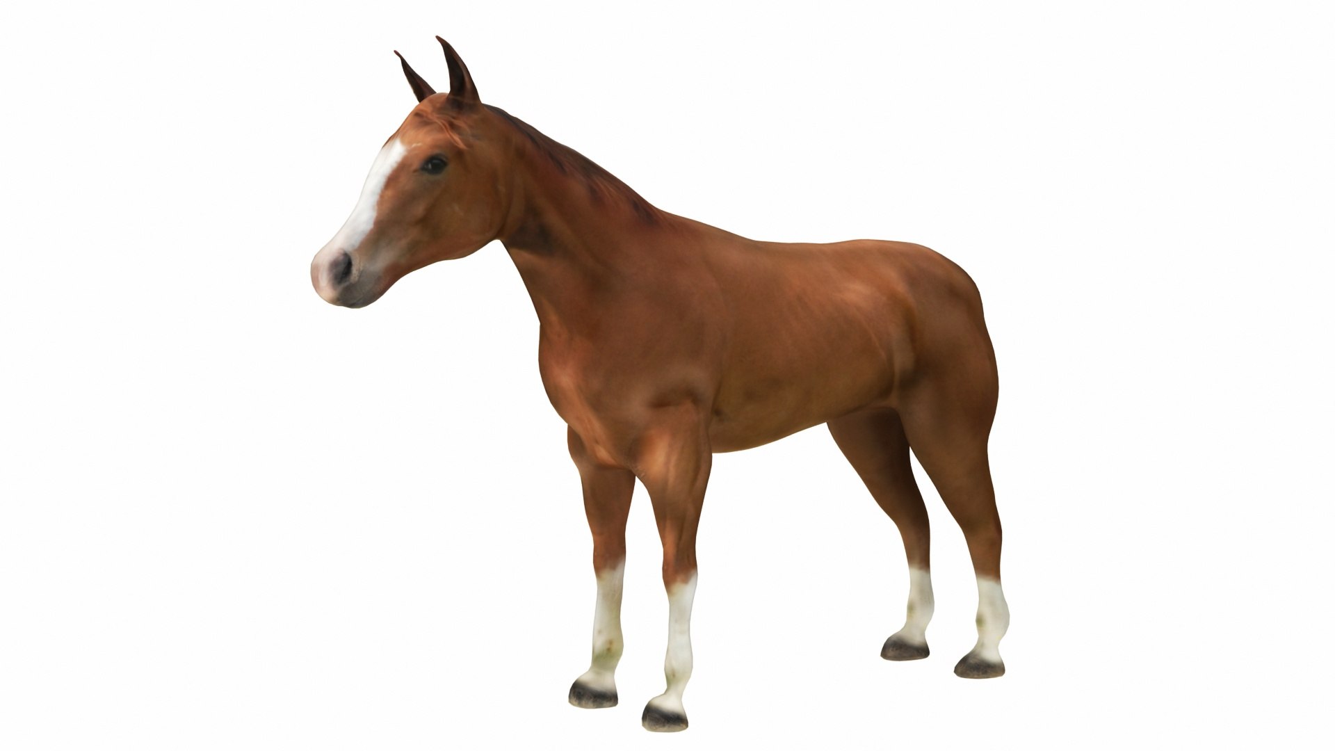 Horse Brown 3D model https://p.turbosquid.com/ts-thumb/vh/qKsxb5/52/brownhorse7/jpg/1707654005/1920x1080/fit_q87/d71155f5c123d42a7de89bae3bbf0f5f3332e475/brownhorse7.jpg