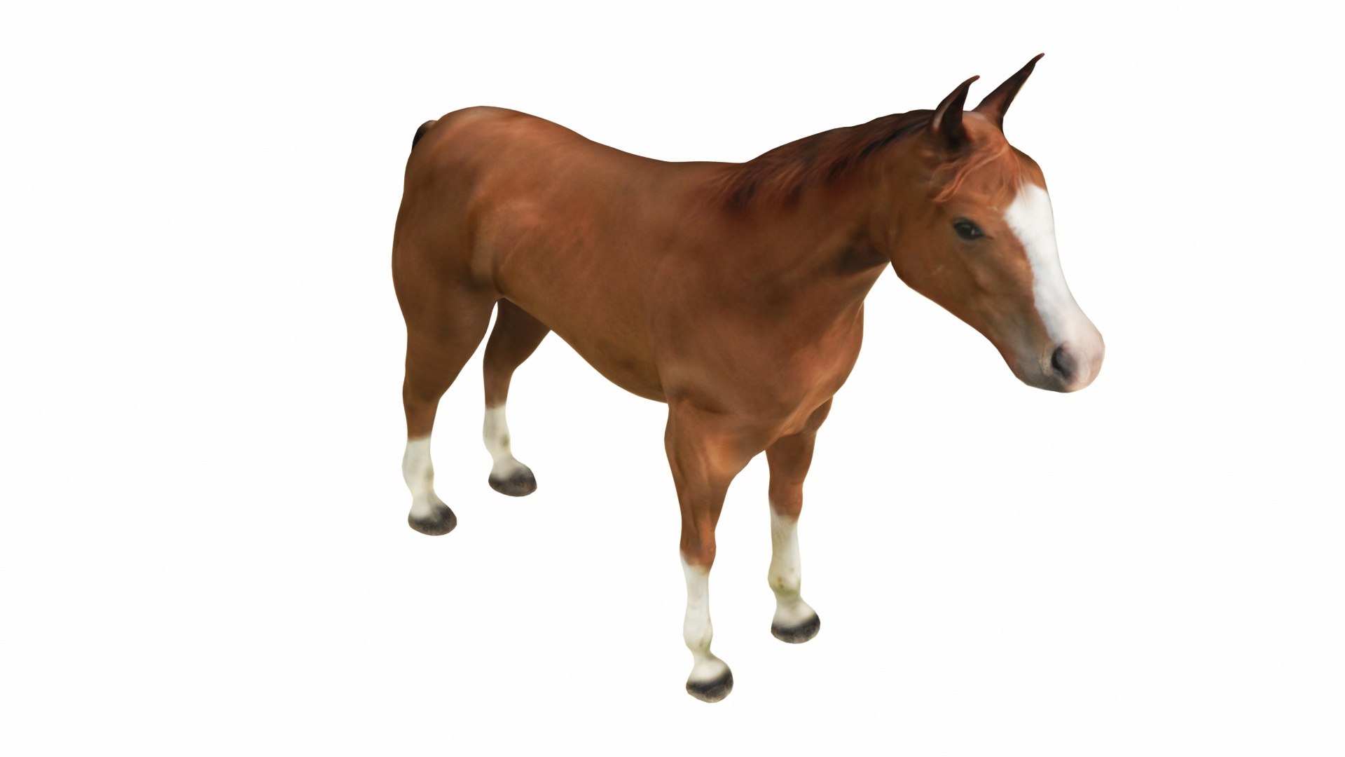 Horse Brown 3D model https://p.turbosquid.com/ts-thumb/vh/qKsxb5/Fs/brownhorse10/jpg/1707654004/1920x1080/fit_q87/e6876476480423b4e1b280690d3a472ec9001a6f/brownhorse10.jpg
