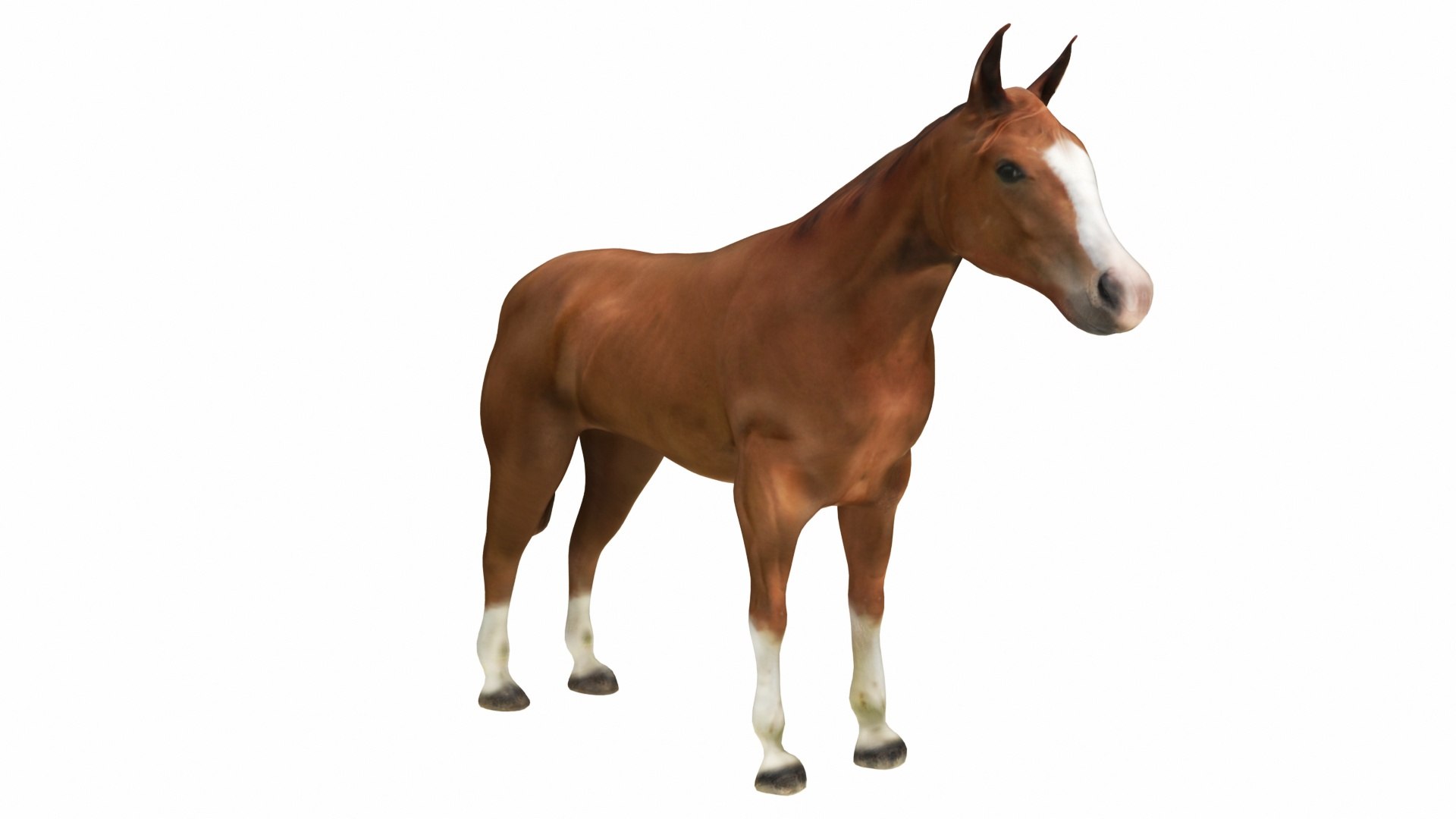 Horse Brown 3D model https://p.turbosquid.com/ts-thumb/vh/qKsxb5/S2/brownhorse6/jpg/1707654004/1920x1080/fit_q87/c3effce34a3148c99fb90c5e566a7552eba4c117/brownhorse6.jpg