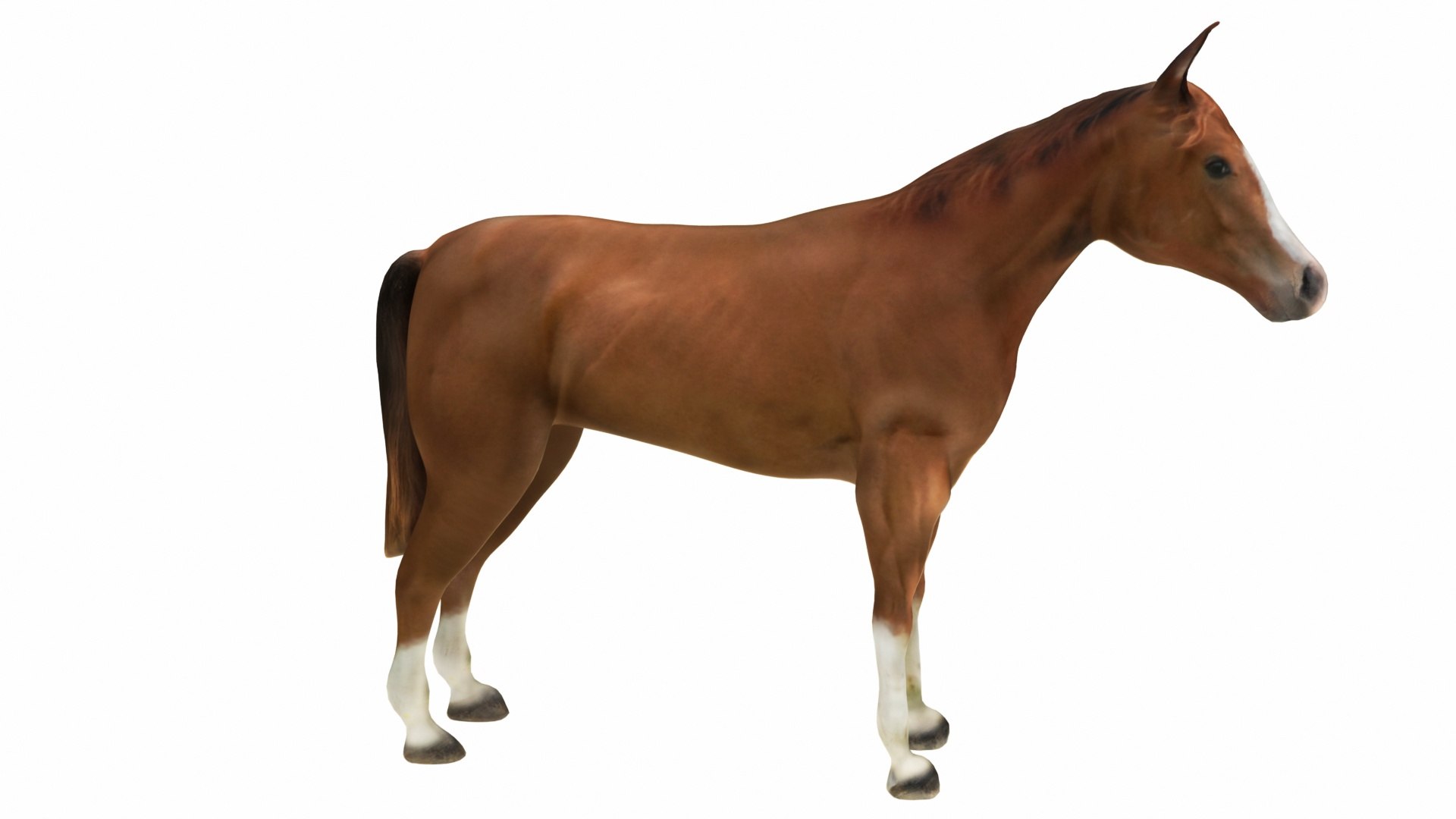 Horse Brown 3D model https://p.turbosquid.com/ts-thumb/vh/qKsxb5/qb/brownhorse9/jpg/1707654005/1920x1080/fit_q87/91fba97a1092941182ba6eb9097d03dde8300951/brownhorse9.jpg