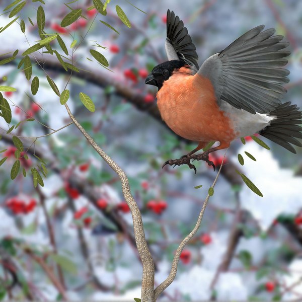 eurasian bullfinch 3d model