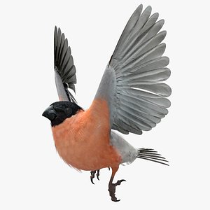 eurasian bullfinch 3d model