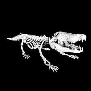 3D Crocodile Skeleon