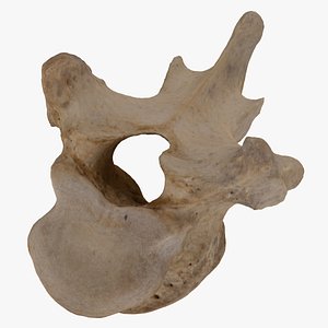 3D Bear (Ursus) Thoracic Vertebrae T11 RAW Scan