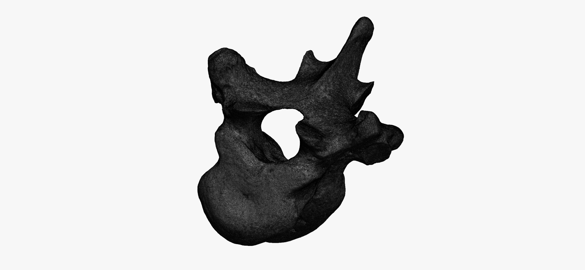 3D Bear (Ursus) Thoracic Vertebrae T11 RAW Scan - TurboSquid 1862039