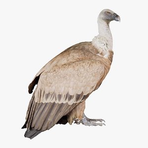 3D Vulture Cathartes Aura Remastered