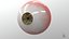 Realistic Human Eye V01