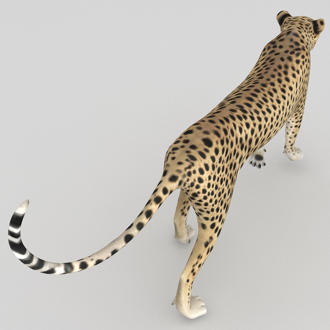 cheetah 2 pose 1 max https://p.turbosquid.com/ts-thumb/vi/Rzi9ql/45EyBLe1/cheetah2pose1_27/jpg/1410967372/1920x1080/fit_q87/99c070c29cdaeccd82087521127090a1c2c0cf45/cheetah2pose1_27.jpg