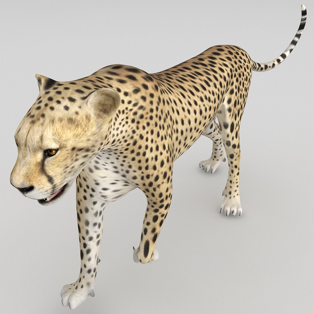 cheetah 2 pose 1 max https://p.turbosquid.com/ts-thumb/vi/Rzi9ql/9Z27kPO1/cheetah2pose1_22/jpg/1410967319/1920x1080/fit_q87/8116ddbd00e75fb2a4fb0f69004781e9faf31f6f/cheetah2pose1_22.jpg
