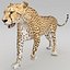 Cheetah 2 Pose 1