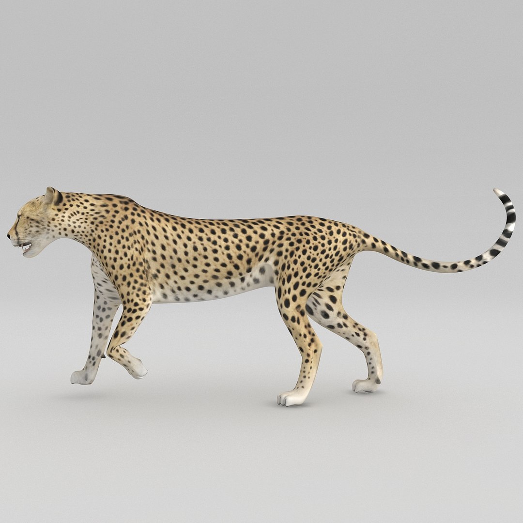 cheetah 2 pose 1 max https://p.turbosquid.com/ts-thumb/vi/Rzi9ql/JBQvLYrN/cheetah2pose1_17/jpg/1410967350/1920x1080/fit_q87/eb10526978d222f05ed68319ef5e3e1437061745/cheetah2pose1_17.jpg