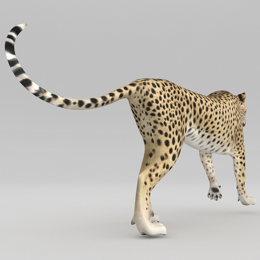 cheetah 2 pose 1 max https://p.turbosquid.com/ts-thumb/vi/Rzi9ql/TQz857z7/cheetah2pose1_26/jpg/1410967370/1920x1080/fit_q87/e549bc2e89e9700287092b4bbc4e2d9ee9e355be/cheetah2pose1_26.jpg
