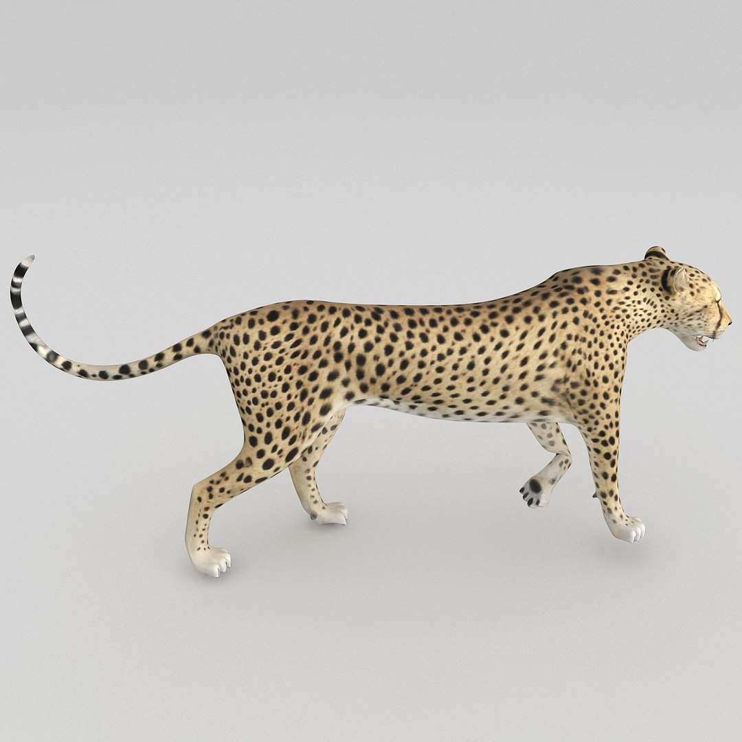 cheetah 2 pose 1 max https://p.turbosquid.com/ts-thumb/vi/Rzi9ql/YLBOUCAv/cheetah2pose1_19/jpg/1410967314/1920x1080/fit_q87/f288b4a79bd55b96d0d3cd80c14372dedc3ed27f/cheetah2pose1_19.jpg
