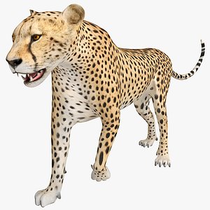 cheetah 2 pose 1 max