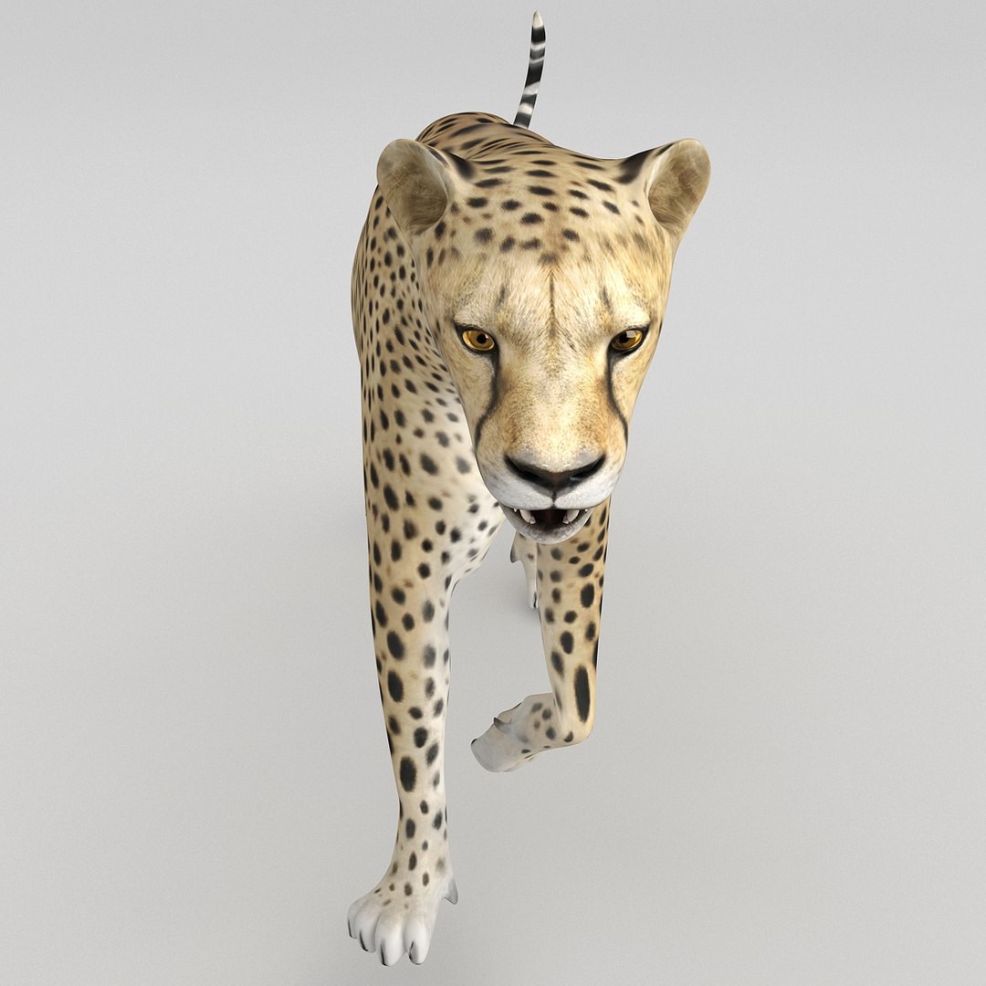 cheetah 2 pose 1 max https://p.turbosquid.com/ts-thumb/vi/Rzi9ql/dOqWiIZh/cheetah2pose1_15/jpg/1410967351/1920x1080/fit_q87/931a10e078d6482be284e5531cf8b48c6f8f2e1e/cheetah2pose1_15.jpg