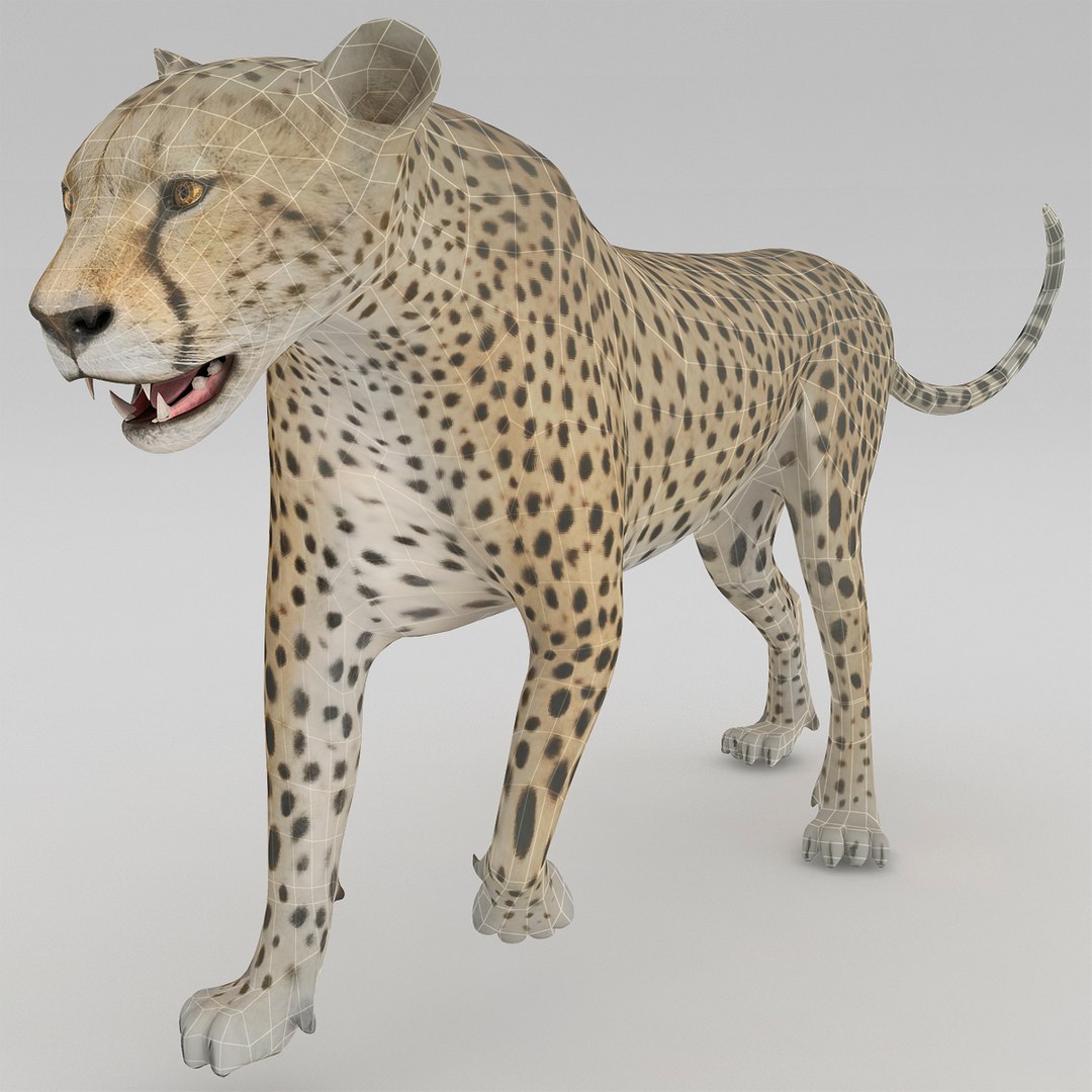 cheetah 2 pose 1 max https://p.turbosquid.com/ts-thumb/vi/Rzi9ql/g8D4mWI1/cheetah2pose1_11/jpg/1410967299/1920x1080/fit_q87/45398836f7b519ba47883aff44cdfdfb3ed93ea4/cheetah2pose1_11.jpg