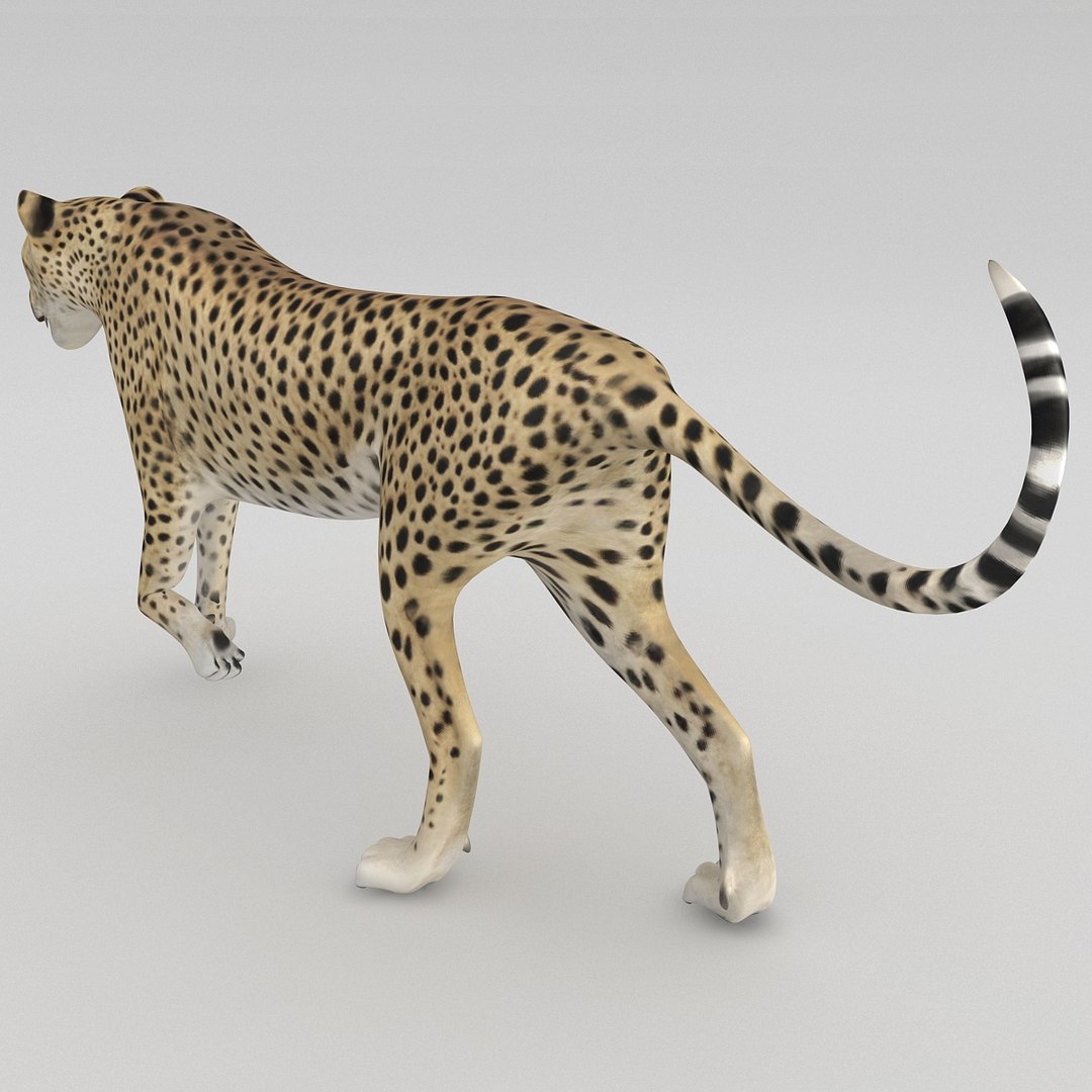 cheetah 2 pose 1 max https://p.turbosquid.com/ts-thumb/vi/Rzi9ql/i7Pejl4a/cheetah2pose1_25/jpg/1410967364/1920x1080/fit_q87/a639b6fcad171ccc3b75b013c29d8b05fbacacb5/cheetah2pose1_25.jpg