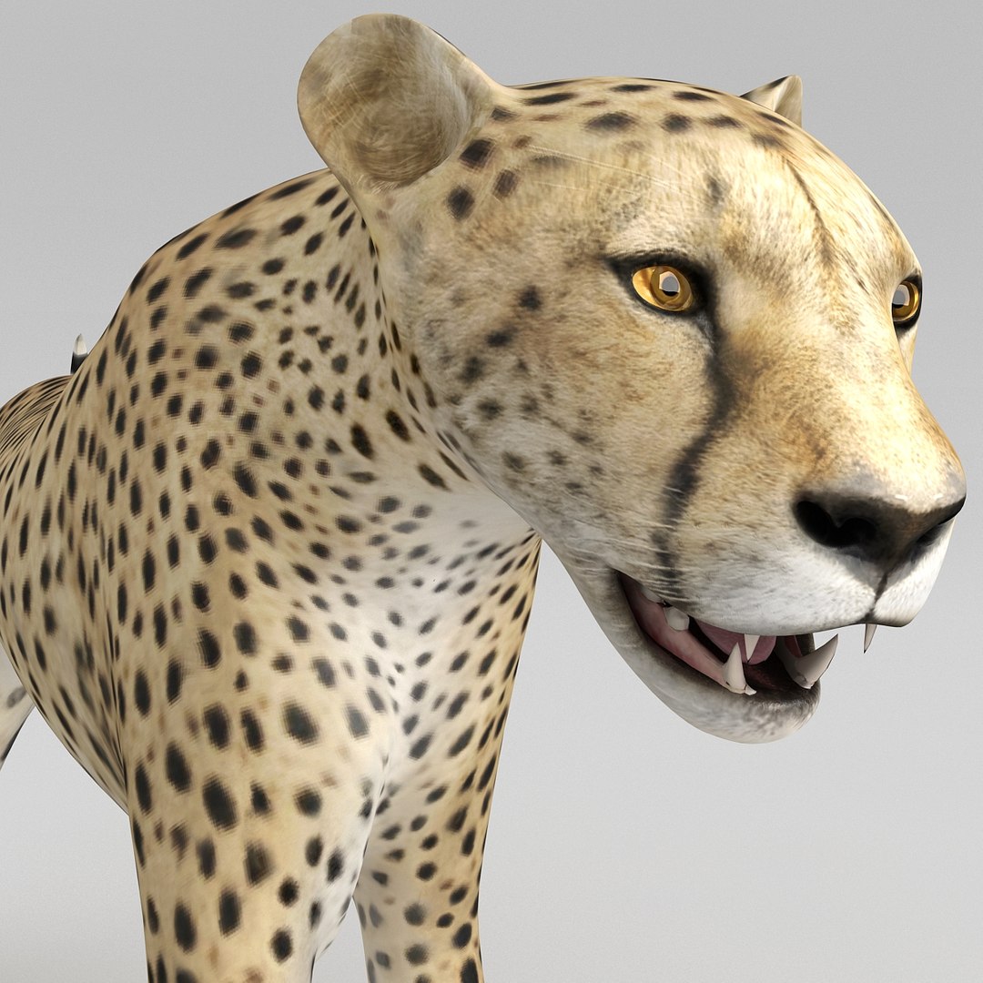 cheetah 2 pose 1 max https://p.turbosquid.com/ts-thumb/vi/Rzi9ql/kBxJh391/cheetah2pose1_24/jpg/1410967323/1920x1080/fit_q87/75126113d4cbe17020c87a8e597a62cbff9ac0b6/cheetah2pose1_24.jpg