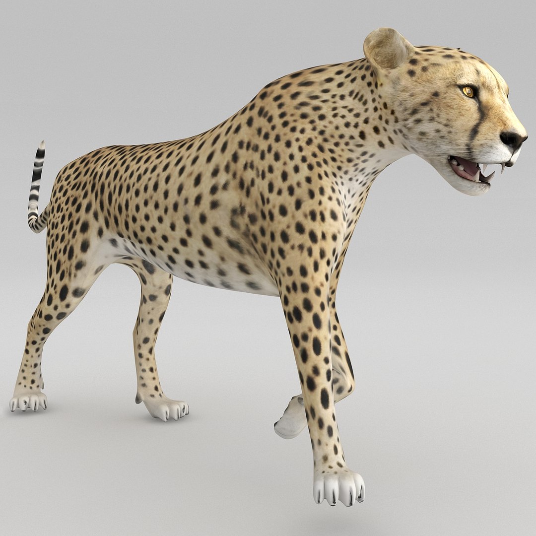 cheetah 2 pose 1 max https://p.turbosquid.com/ts-thumb/vi/Rzi9ql/vGX0dViR/cheetah2pose1_23/jpg/1410967365/1920x1080/fit_q87/ee1aab54140c26658bf05ebc5602e2e8d8ede0f3/cheetah2pose1_23.jpg