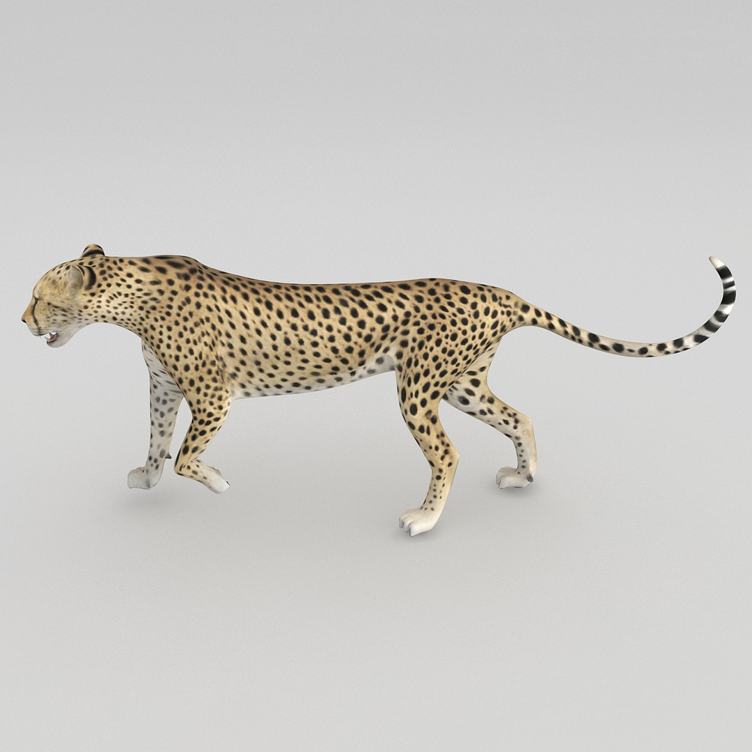 cheetah 2 pose 1 max https://p.turbosquid.com/ts-thumb/vi/Rzi9ql/wd5fCYbN/turntablefile_360/jpg/1410967373/1920x1080/turn_fit_q99/c429a01f705cbc186f9ac44c53ef56c02ff4ee1a/turntablefile_360-1.jpg