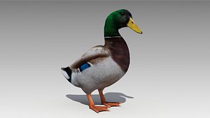 3D mallard duck