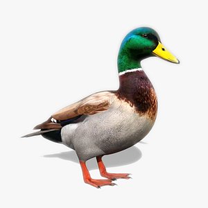 3D mallard duck