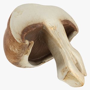Half Portobello Mushroom model