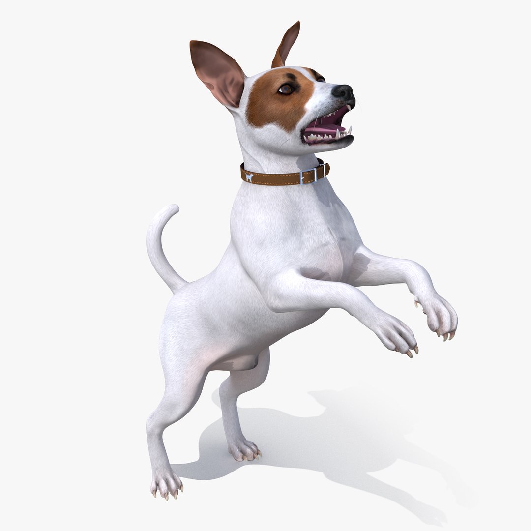 Jack Russell Terrier White Rigged for Cinema 4D 3D model preview