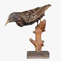 Common Starling Sturnus Vulgaris Remastered