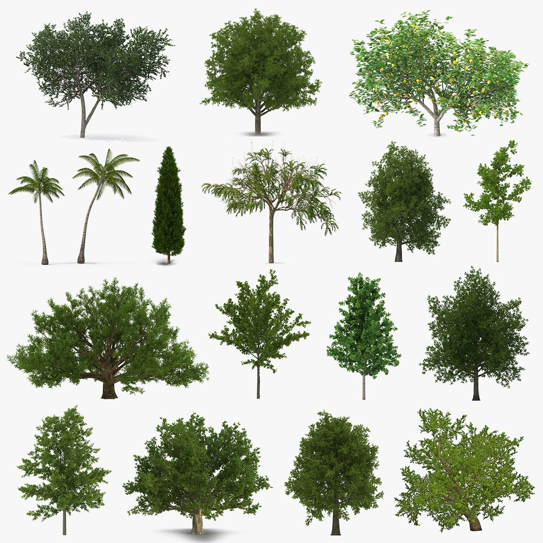 Summer Trees Collection 5