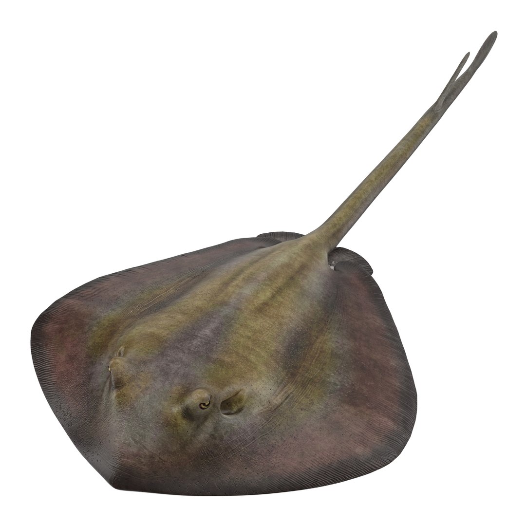 Stingray 3D model preview