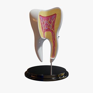 Tooth Diagram 3D model