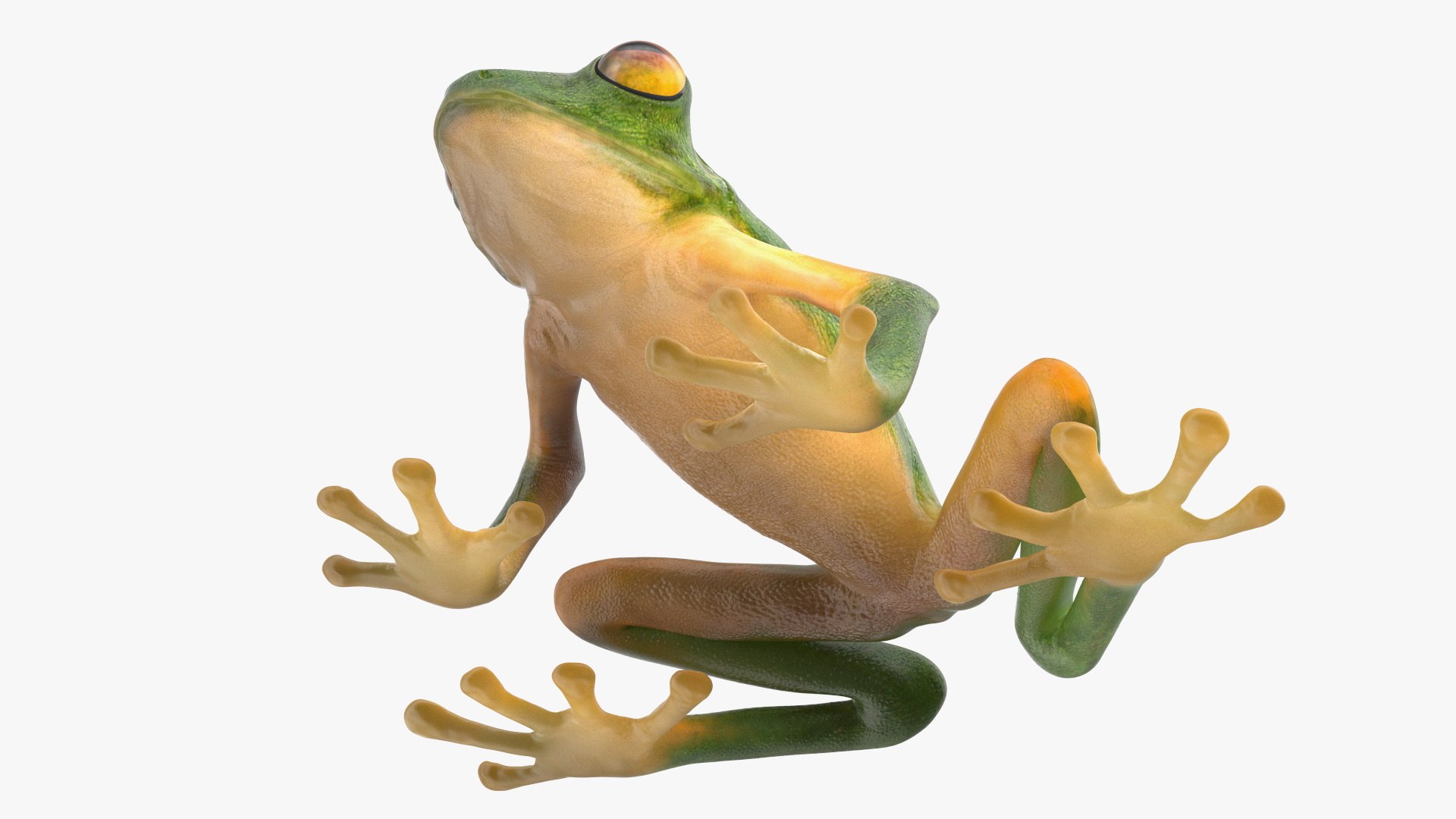 3D Realistic Tree Frog https://p.turbosquid.com/ts-thumb/vi/yM4jE7/1x/realistic_tree_frog_013/jpg/1743251114/1920x1080/fit_q87/ebb13e36e9dc6dbe379998af8da51506f95602fa/realistic_tree_frog_013.jpg