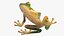 Realistic Tree Frog