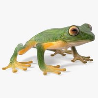 Realistic Tree Frog