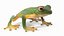 Realistic Tree Frog