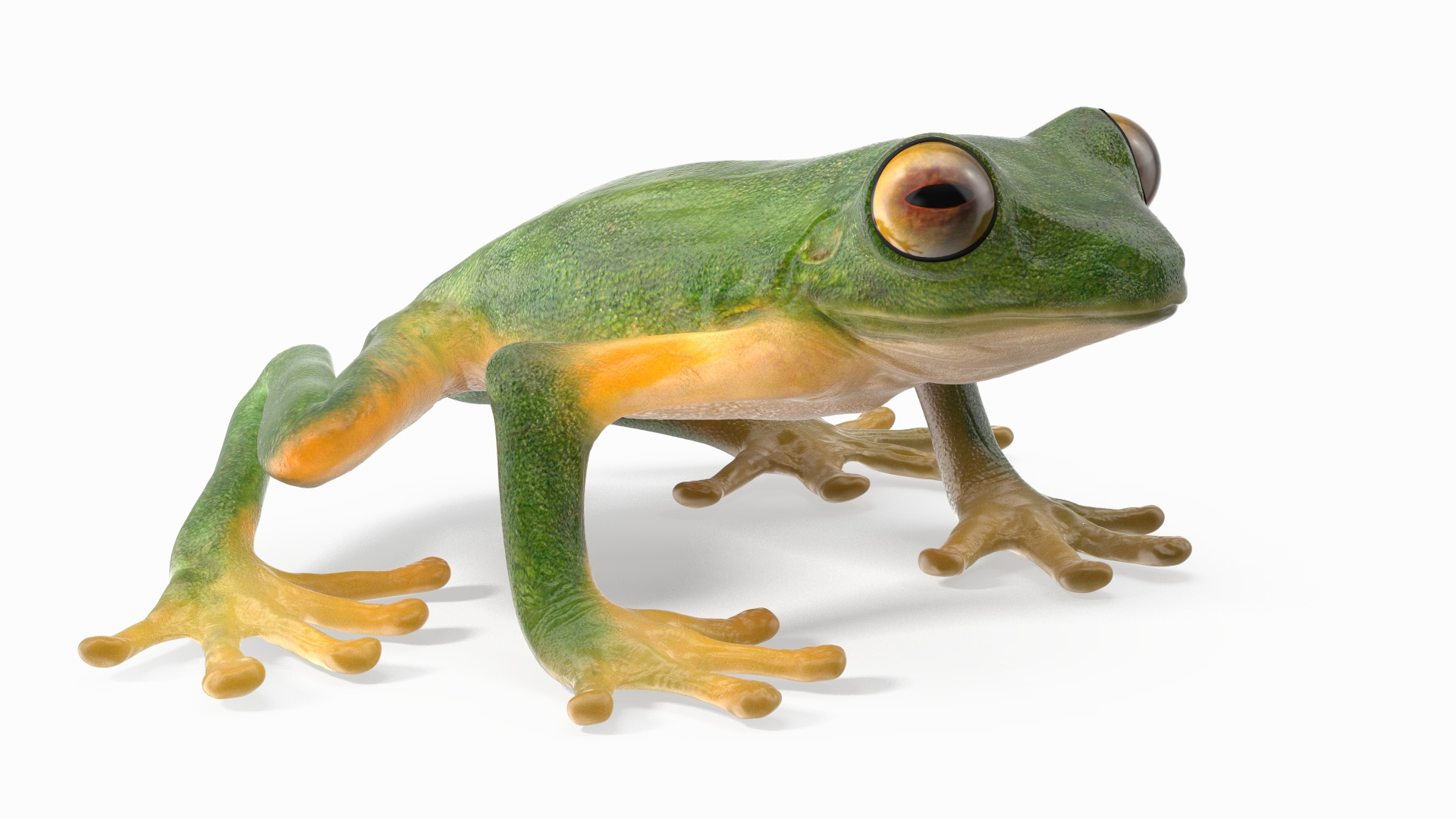3D Realistic Tree Frog https://p.turbosquid.com/ts-thumb/vi/yM4jE7/89/realistic_tree_frog_360/jpg/1743250911/1920x1080/turn_fit_q99/47e46d60c6c722e38dbe62c2245ee0017ec998c5/realistic_tree_frog_360-1.jpg