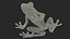 Realistic Tree Frog