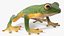 Realistic Tree Frog
