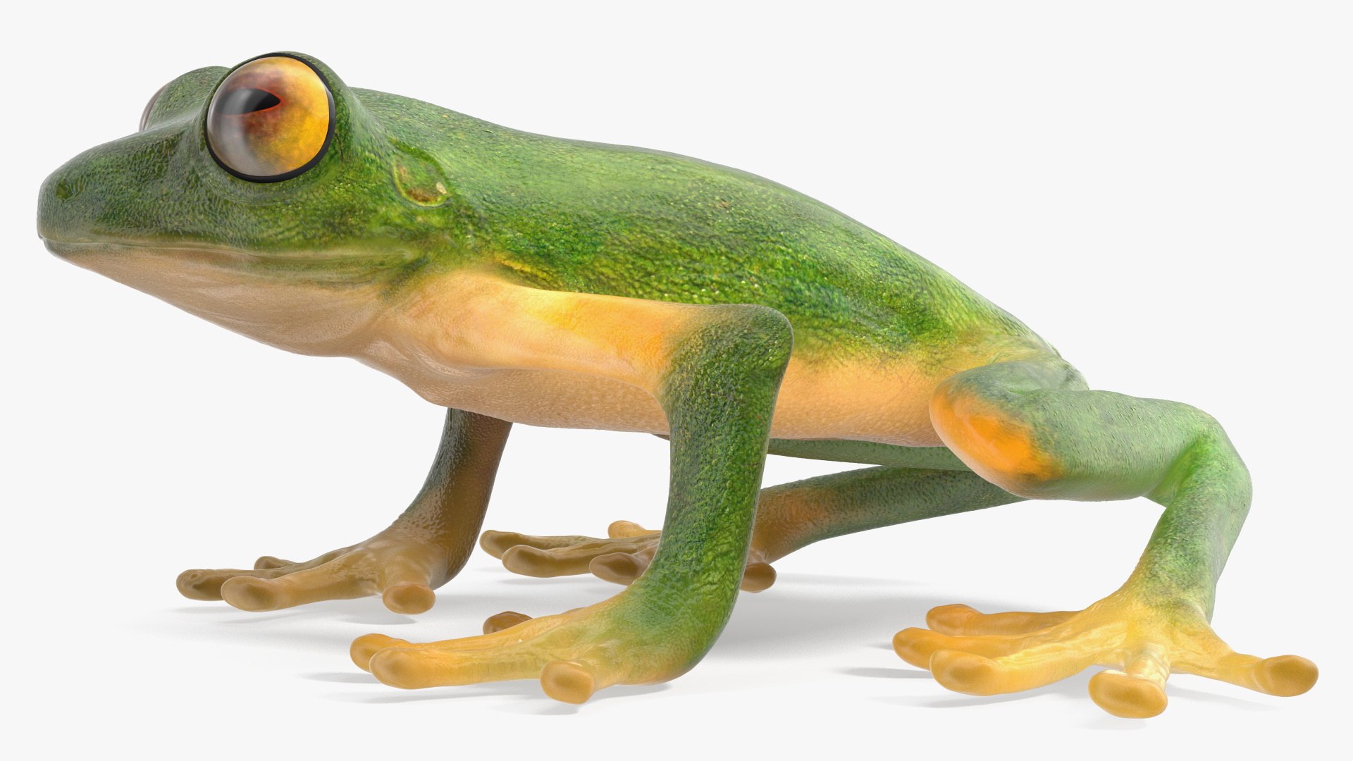 3D Realistic Tree Frog https://p.turbosquid.com/ts-thumb/vi/yM4jE7/K3/realistic_tree_frog_008/jpg/1743251097/1920x1080/fit_q87/f13dceded0bce1ea9775c3d887eb9e77986740be/realistic_tree_frog_008.jpg