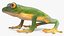 Realistic Tree Frog